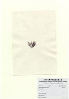 藏品(長枝沙菜)的圖片